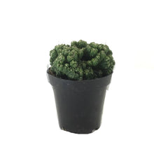 Load image into Gallery viewer, Cactus, 9cm, Cereus peruvianus 'Curiosity Plant' - Floral Acres Greenhouse & Garden Centre