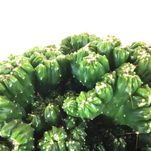 Load image into Gallery viewer, Cactus, 9cm, Cereus peruvianus 'Curiosity Plant' - Floral Acres Greenhouse & Garden Centre