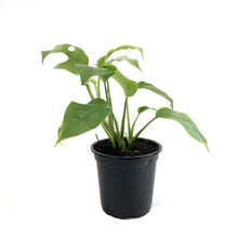 Load image into Gallery viewer, Rhaphidophora, 4in, Tetrasperma/Monstera Minima - Floral Acres Greenhouse & Garden Centre