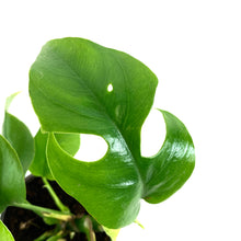 Load image into Gallery viewer, Rhaphidophora, 4in, Tetrasperma/Monstera Minima - Floral Acres Greenhouse & Garden Centre