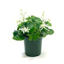 Load image into Gallery viewer, Oxalis, 4in, Green - Floral Acres Greenhouse & Garden Centre