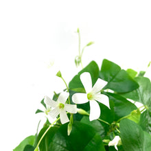 Load image into Gallery viewer, Oxalis, 4in, Green - Floral Acres Greenhouse & Garden Centre