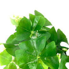 Load image into Gallery viewer, Oxalis, 4in, Green - Floral Acres Greenhouse & Garden Centre