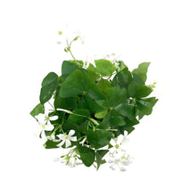 Load image into Gallery viewer, Oxalis, 4in, Green - Floral Acres Greenhouse & Garden Centre