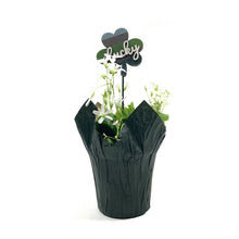 Load image into Gallery viewer, Oxalis, 4in, Green, Decorated - Floral Acres Greenhouse & Garden Centre