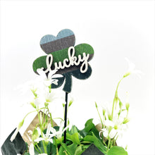 Load image into Gallery viewer, Oxalis, 4in, Green, Decorated - Floral Acres Greenhouse & Garden Centre