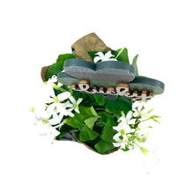 Load image into Gallery viewer, Oxalis, 4in, Green, Decorated - Floral Acres Greenhouse & Garden Centre