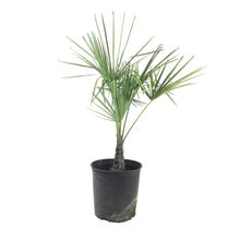 Load image into Gallery viewer, Palm, 10in, Jelly - Floral Acres Greenhouse & Garden Centre