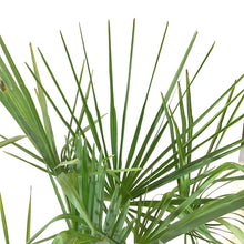 Load image into Gallery viewer, Palm, 10in, Jelly - Floral Acres Greenhouse & Garden Centre