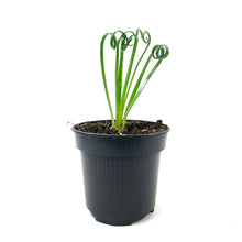 Load image into Gallery viewer, Albuca, 4in, Frizzle Sizzle - Floral Acres Greenhouse & Garden Centre