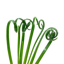Load image into Gallery viewer, Albuca, 4in, Frizzle Sizzle - Floral Acres Greenhouse & Garden Centre