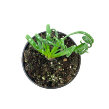 Load image into Gallery viewer, Albuca, 4in, Frizzle Sizzle - Floral Acres Greenhouse & Garden Centre