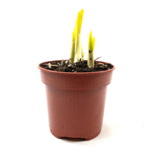 Load image into Gallery viewer, Summer Snowflake, 4in, Planted Bulb - Floral Acres Greenhouse & Garden Centre