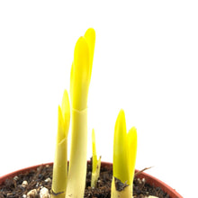 Load image into Gallery viewer, Summer Snowflake, 4in, Planted Bulb - Floral Acres Greenhouse & Garden Centre