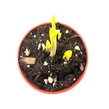Load image into Gallery viewer, Summer Snowflake, 4in, Planted Bulb - Floral Acres Greenhouse & Garden Centre