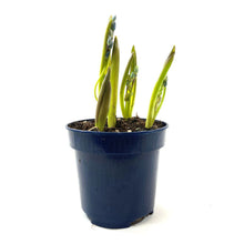 Load image into Gallery viewer, Siberian Squill, 4in, Planted Bulb - Floral Acres Greenhouse & Garden Centre