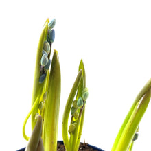 Load image into Gallery viewer, Siberian Squill, 4in, Planted Bulb - Floral Acres Greenhouse & Garden Centre