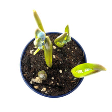 Load image into Gallery viewer, Siberian Squill, 4in, Planted Bulb - Floral Acres Greenhouse & Garden Centre
