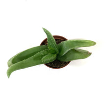 Load image into Gallery viewer, Aloe Vera, 2.5in - Floral Acres Greenhouse & Garden Centre
