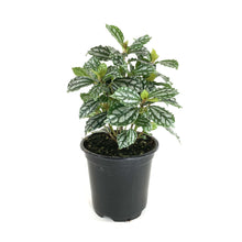 Load image into Gallery viewer, Pilea, 4in, Cadierei Aluminum Plant - Floral Acres Greenhouse & Garden Centre