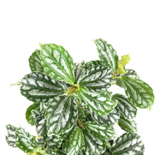 Load image into Gallery viewer, Pilea, 4in, Cadierei Aluminum Plant - Floral Acres Greenhouse & Garden Centre