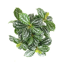 Load image into Gallery viewer, Pilea, 4in, Cadierei Aluminum Plant - Floral Acres Greenhouse & Garden Centre