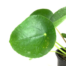 Load image into Gallery viewer, Pilea, 4in, Peperomioides - Floral Acres Greenhouse & Garden Centre