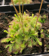 Load image into Gallery viewer, Sundew, 3.5in, Rosette