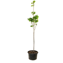 Load image into Gallery viewer, Linden, 7 gal, Greenspire®