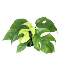 Load image into Gallery viewer, Rhaphidophora, 4in, Tetrasperma/Monstera Minima - Floral Acres Greenhouse & Garden Centre