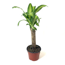 Load image into Gallery viewer, Dracaena, 6in, Mass Cane - Floral Acres Greenhouse & Garden Centre