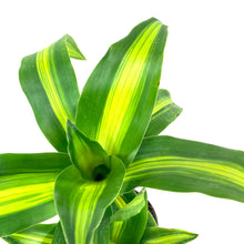 Load image into Gallery viewer, Dracaena, 6in, Mass Cane - Floral Acres Greenhouse & Garden Centre
