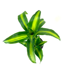 Load image into Gallery viewer, Dracaena, 6in, Mass Cane - Floral Acres Greenhouse & Garden Centre