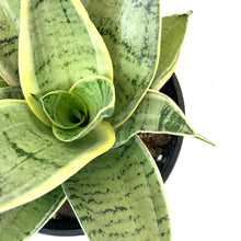 Load image into Gallery viewer, Sansevieria, 6in, Star Power, Silver Star - Floral Acres Greenhouse & Garden Centre