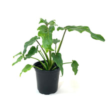 Load image into Gallery viewer, Philodendron, 4in, Xanadu - Floral Acres Greenhouse & Garden Centre