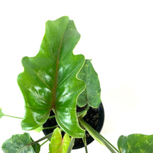 Load image into Gallery viewer, Philodendron, 4in, Xanadu - Floral Acres Greenhouse & Garden Centre