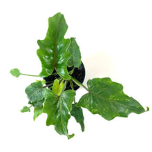 Load image into Gallery viewer, Philodendron, 4in, Xanadu - Floral Acres Greenhouse & Garden Centre