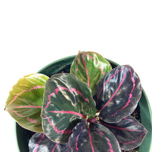 Load image into Gallery viewer, Calathea, 6in, Dottie - Floral Acres Greenhouse & Garden Centre