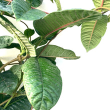 Load image into Gallery viewer, Mandevilla, 12in, Pink Alice Du Pont Trellis - Floral Acres Greenhouse & Garden Centre
