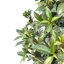 Load image into Gallery viewer, Bonsai, 17in, Eugenia Globulus Cone - Floral Acres Greenhouse & Garden Centre