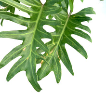 Load image into Gallery viewer, Philodendron, 14in, Xanadu