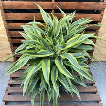 Load image into Gallery viewer, Dracaena, 14in, Gold Star Warneckii - Floral Acres Greenhouse & Garden Centre