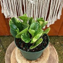 Load image into Gallery viewer, Peperomia, 6in, Marble - Floral Acres Greenhouse & Garden Centre