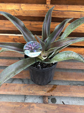 Load image into Gallery viewer, Mangave, 8in, Mission to Mars - Floral Acres Greenhouse & Garden Centre
