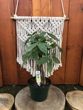 Load image into Gallery viewer, Pachira, 6in, Money Tree Braid - Floral Acres Greenhouse & Garden Centre