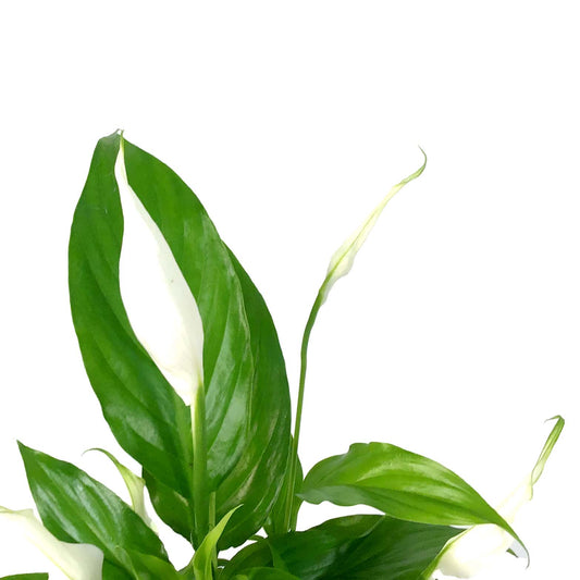 Spathiphyllum, 4in, Peace Lily - Floral Acres Greenhouse & Garden Centre