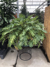 Load image into Gallery viewer, Philodendron, 14in, Xanadu - Floral Acres Greenhouse & Garden Centre