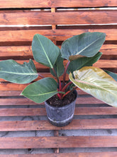 Load image into Gallery viewer, Philodendron, 10in, Rojo Congo - Floral Acres Greenhouse & Garden Centre