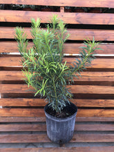 Load image into Gallery viewer, Podocarpus, 10in, Maki Bush - Floral Acres Greenhouse & Garden Centre