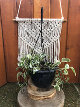 Load image into Gallery viewer, Pothos, 8in Hanging Basket, Pearls & Jade - Floral Acres Greenhouse & Garden Centre